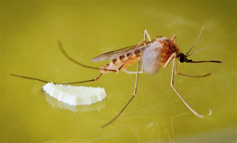 sivrisinek yavrusu